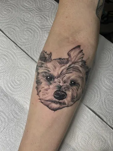 Carneiro Tatuaxe - Vilalba